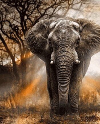 Elefant motiv 5D diamond paint  -  40 x 50 cm